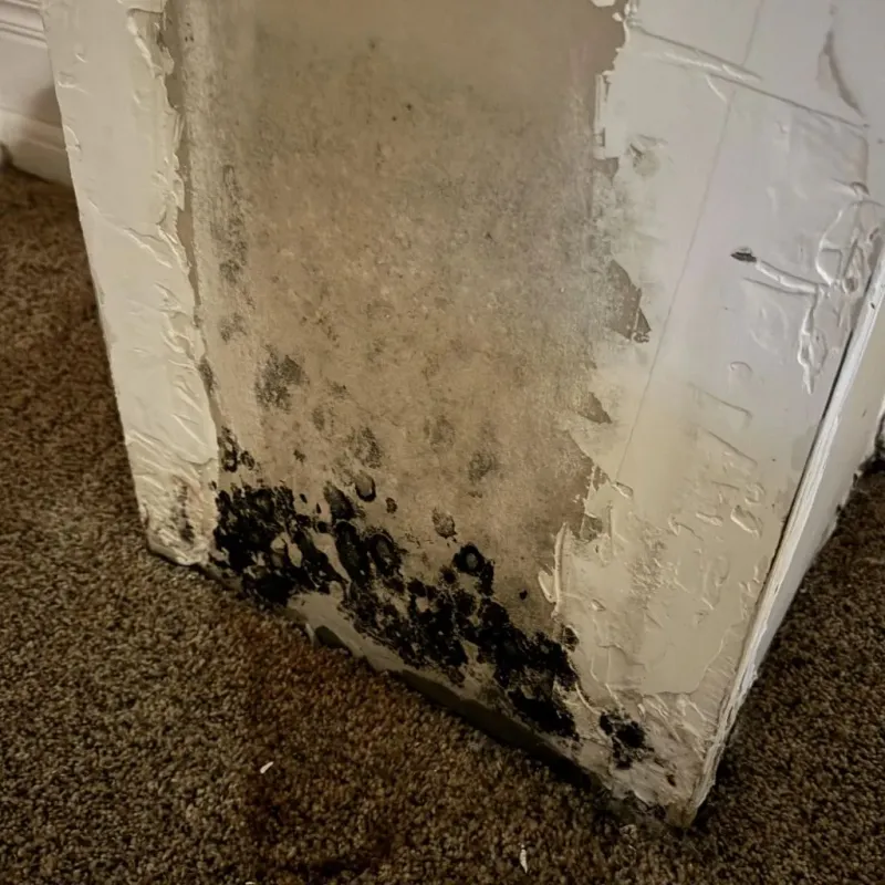 Professional Mold Removal in Fruitland, NC